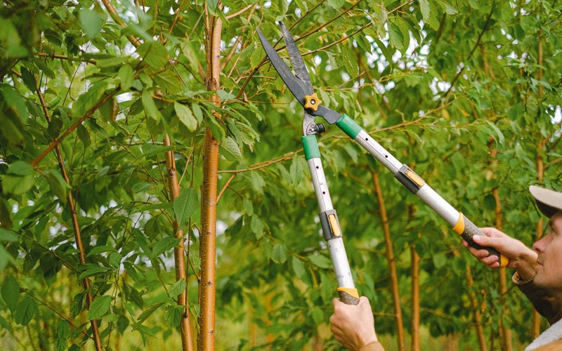 Tree trimming in Winslow, NE